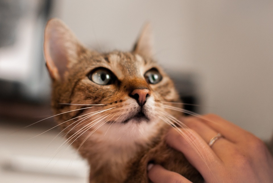 Mačka nemôže byť očkovaná, ak je zviera choré. Nezabudnite pred každou vakcínou zviera umyť.